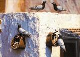Bancaja - Palomas